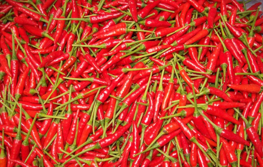 Fresh chili is again exported to China