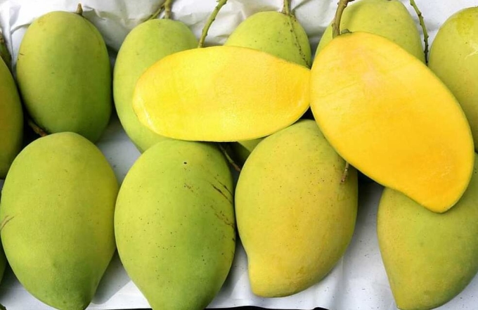 Hoa Loc mango becomes 'fever' price again